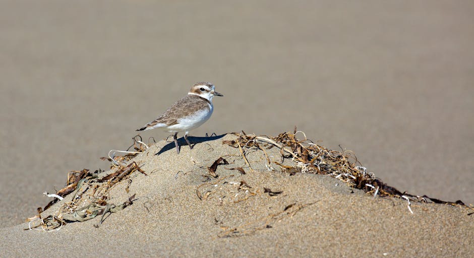 A small, brown and white shorebird, likely a sandpiper, standing on a mound of sand and dried seaweed at the edge of a sandy beach. The bird is facing slightly to the left, with its slender beak and legs visible, and appears to be looking out across the flat, sandy surface. In the background, the sand extends into the distance, with no other objects or structures visible. The scene is illuminated by natural daylight, highlighting the textures of the sand, dried seaweed, and the bird's feathers. This image captures a peaceful moment at a coastal location, relevant to house removals or moving logistics by illustrating outdoor terrain and natural surroundings that might be encountered during transport or packing activities related to home relocation, consistent with the services offered by Man with Van Kentish Town as referenced in the page about Kentish Town station removal timing guides.